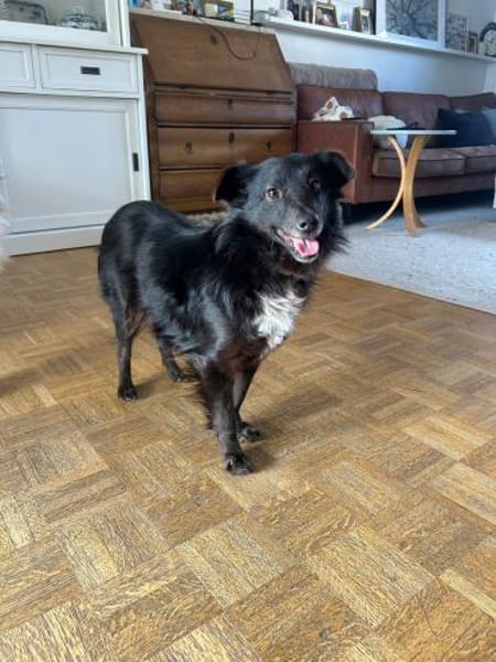 🖤 Blackie  fröhlicher kleiner Mischlin