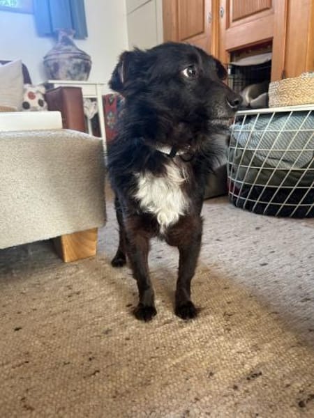 🖤 Blackie  fröhlicher kleiner Mischlin