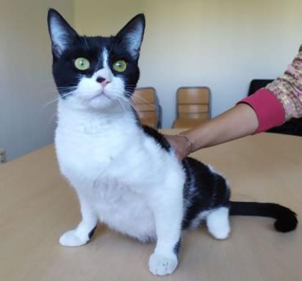 Vito - liebevoll, gesellig & verspielt