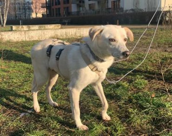 Ivory sucht Hundemenschen