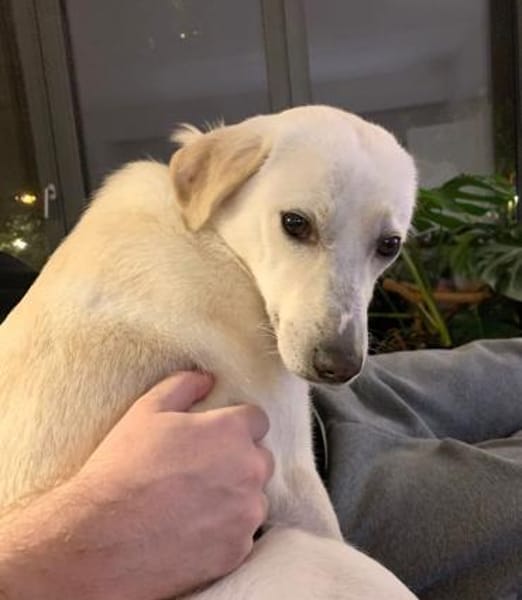 Ivory sucht Hundemenschen