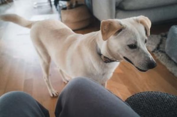 Ivory sucht Hundemenschen