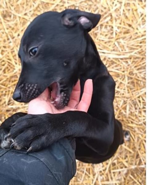 Tina sucht ein warmes Körbchen
