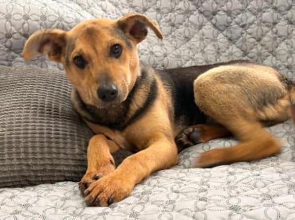 Bruno - Junghund sucht seine Familie