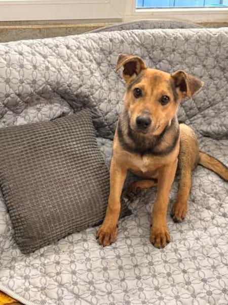 Bruno - Junghund sucht seine Familie