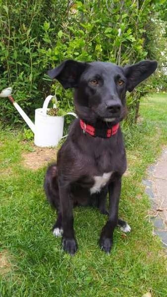 BILLA * sucht das Glück