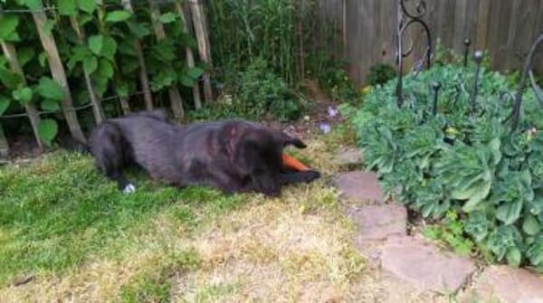 BILLA * sucht das Glück