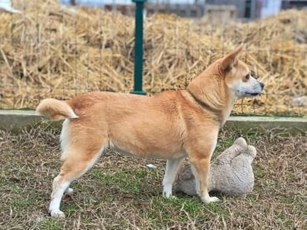 Gizi, niemand wollte ihr helfen