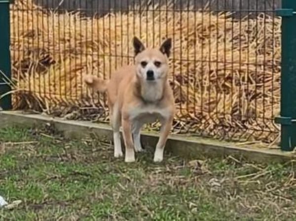 Gizi, niemand wollte ihr helfen