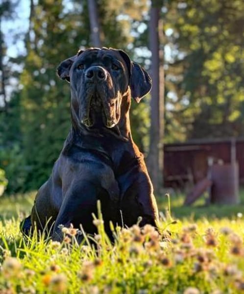 ARES sucht seinen Menschen