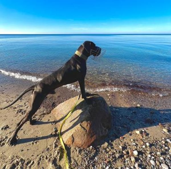 ARES sucht seinen Menschen