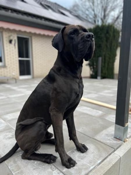 ARES sucht seinen Menschen