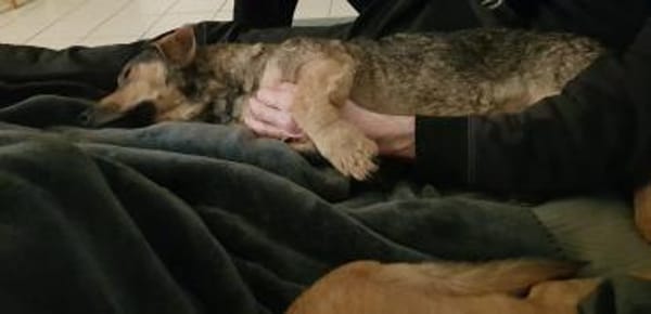 eigenwilliger Dackel Lero sucht....