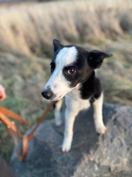 Lenny - Sonnenschein pur! ☀