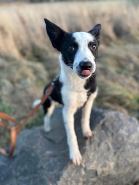 Lenny - Sonnenschein pur! ☀