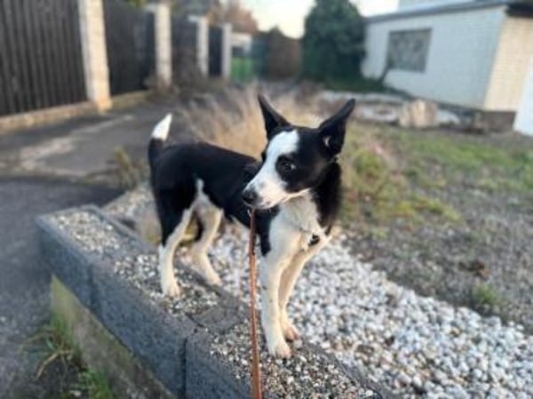 Lenny - Sonnenschein pur! ☀