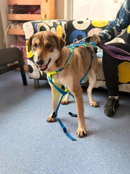 Velma - Hundemama sucht ihre Liebe