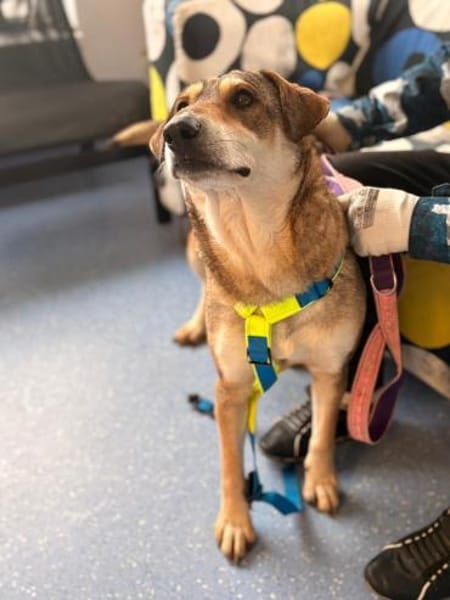 Velma - Hundemama sucht ihre Liebe