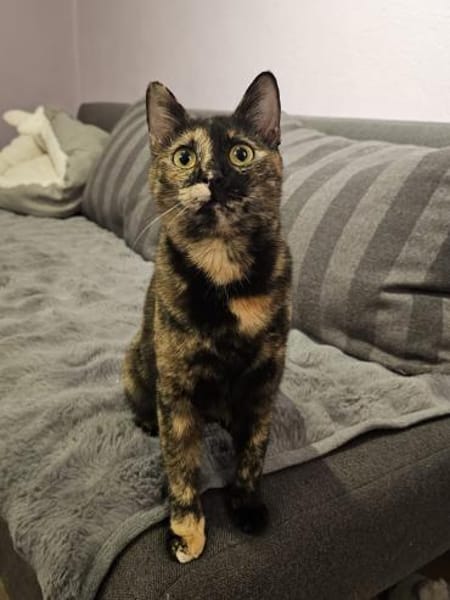 Wirbelwind Salsa sucht ein Zuhause