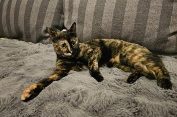 Wirbelwind Salsa sucht ein Zuhause