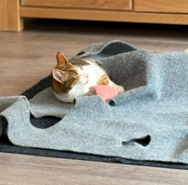 Neyla sucht ein liebevolles Zuhause