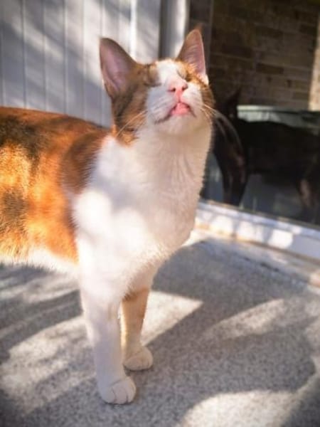 Neyla sucht ein liebevolles Zuhause