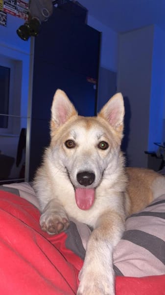 Valley ist ein 2 Jahre junger