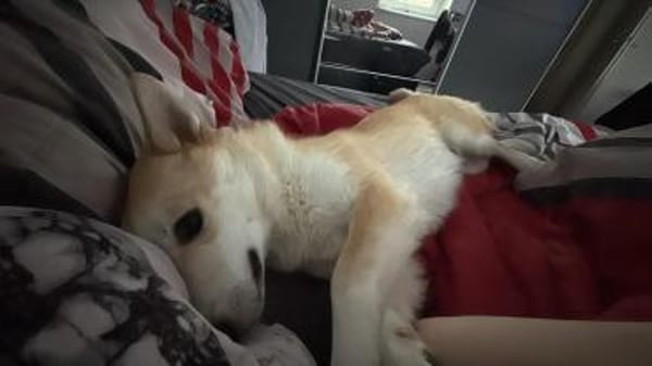 Valley ist ein 2 Jahre junger