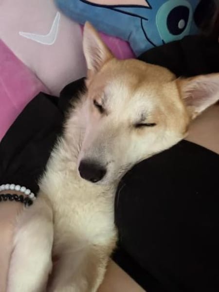 Valley ist ein 2 Jahre junger