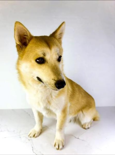 Valley ist ein 2 Jahre junger