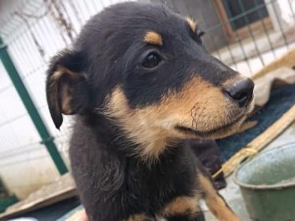 Balto sucht dringend