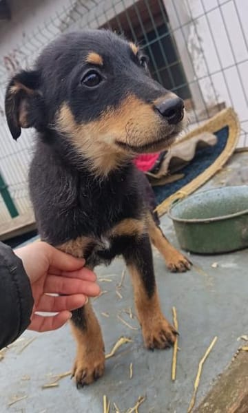 Balto sucht dringend