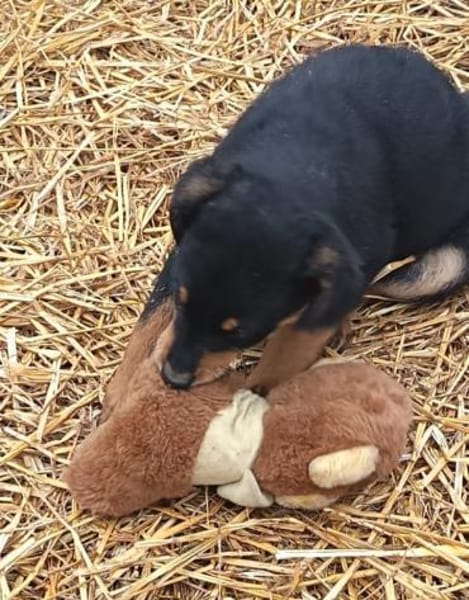 Balto sucht dringend