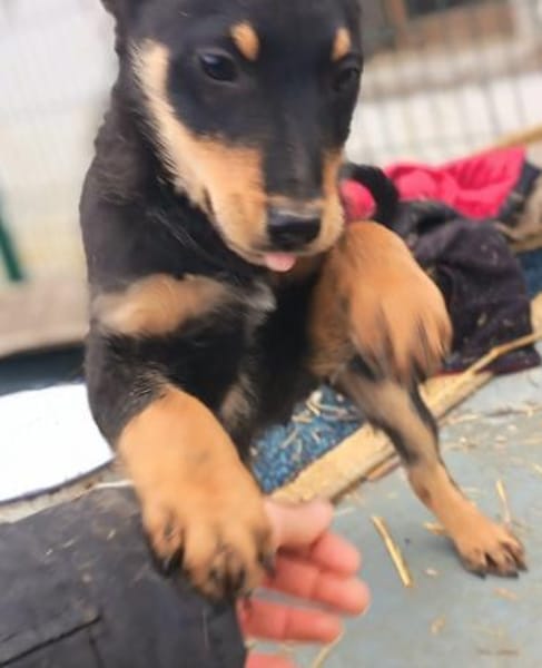 Balto sucht dringend