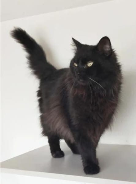 Dringend!!  Cain- bildschön&verschmust