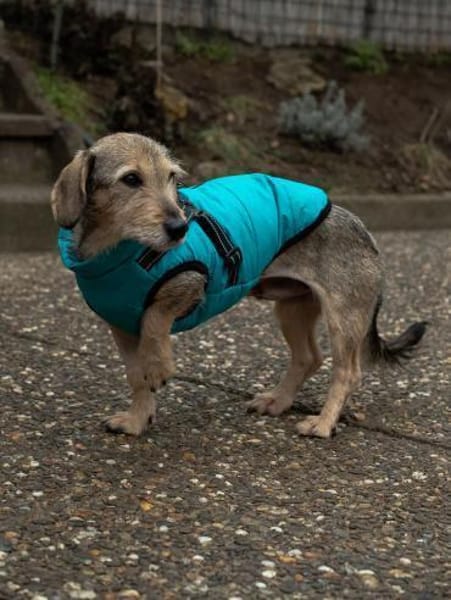 Dackelfans aufgepasst ! Hier kommt Yolo