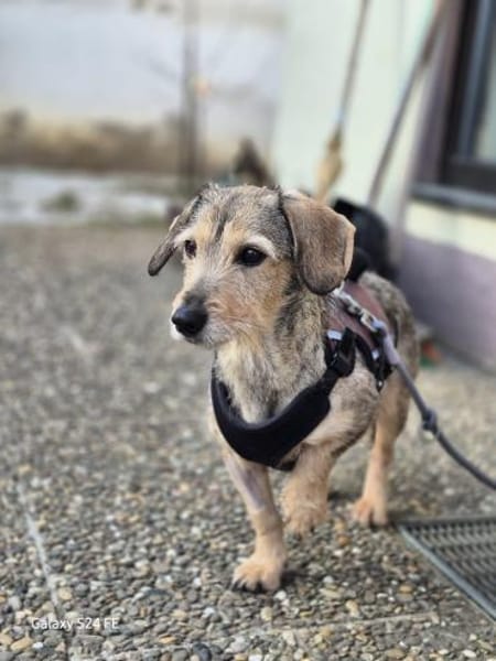 Dackelfans aufgepasst ! Hier kommt Yolo