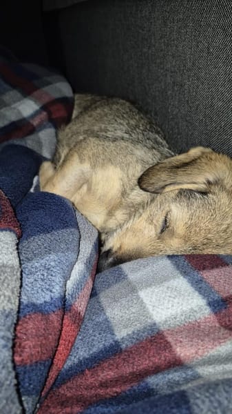 Dackelfans aufgepasst ! Hier kommt Yolo