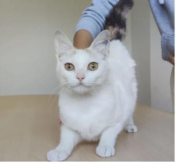 Hada - zarte, sanfte und süße Katzendame