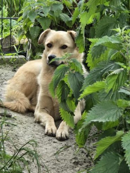 Milow - wunderschöner ruhiger Rüde