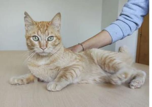 Isidro - liebenswerter roter Tiger