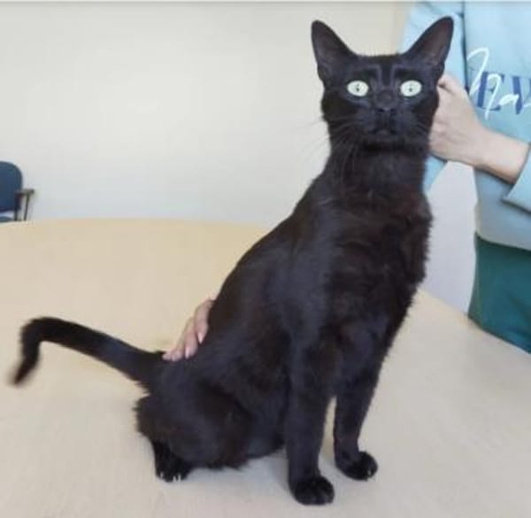 Piña- super lieb, verspielt & verschmust