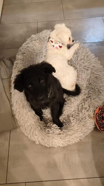 Pudelmix-Mädchen MAiSY😍wartet in Lübeck