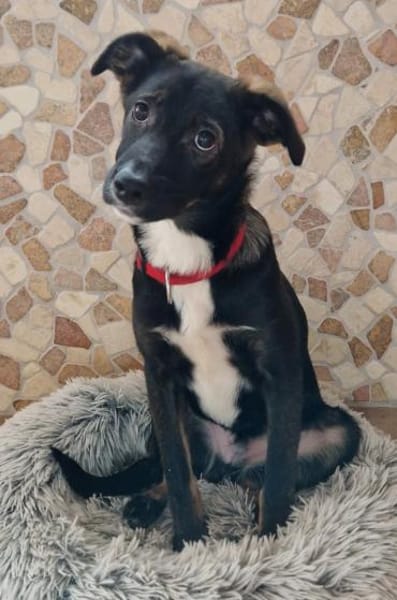 Thomy -  weicher liebevoller Rüde🍀