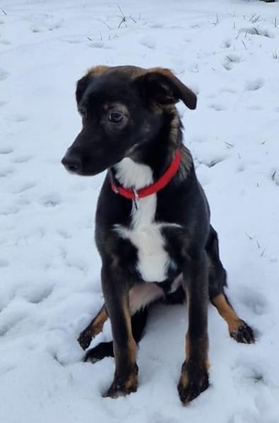 Thomy -  weicher liebevoller Rüde🍀