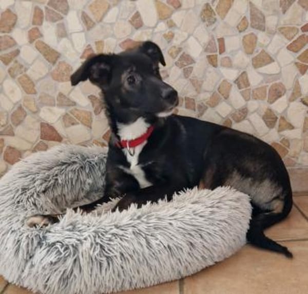 Thomy -  weicher liebevoller Rüde🍀