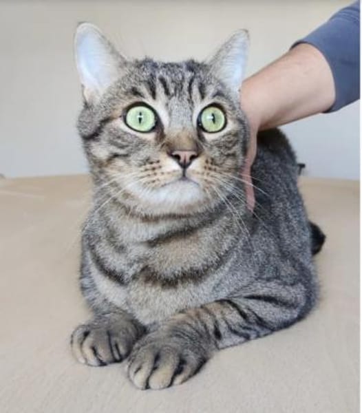 Bastian - gesellig, sozial & liebenswert