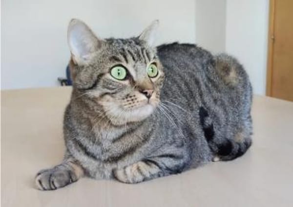 Bastian - gesellig, sozial & liebenswert