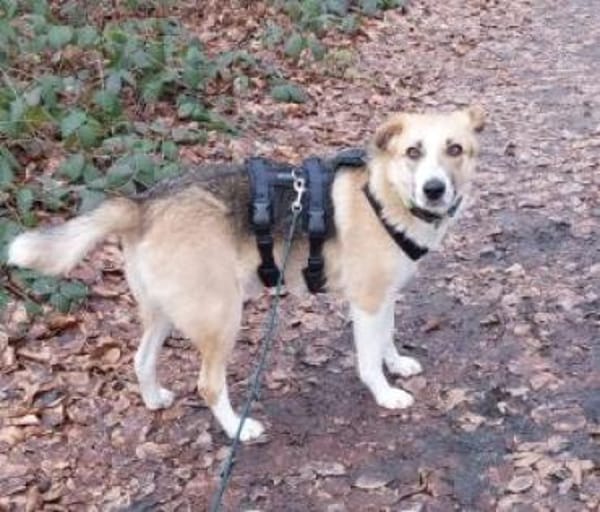 Lissy 52 cm (Pflegestelle)