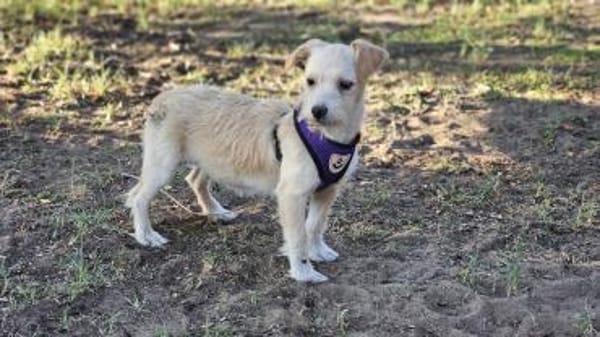 Jasny ist aktiv und neugierig